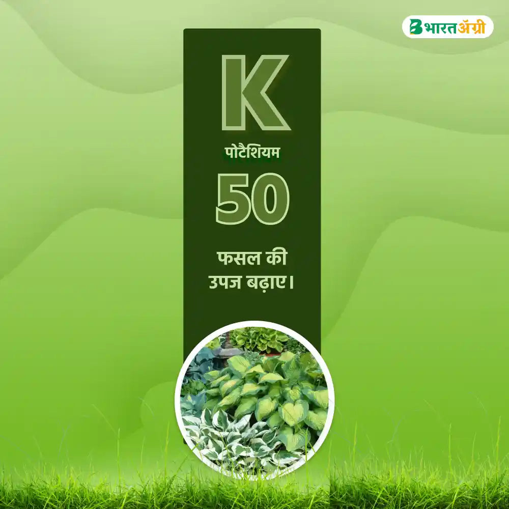 IFC NPK 00:00:50 Water Soluble Fertilizer