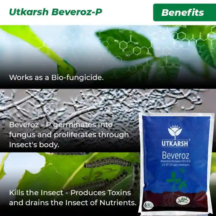Utkarsh Beveroz-P (Beauveria Bassiana) Bio Insecticide