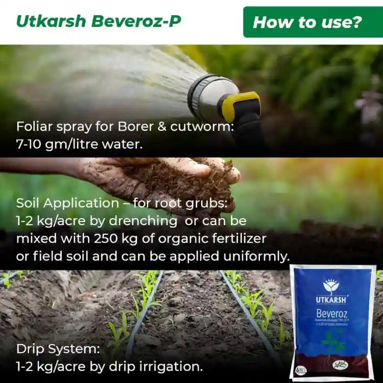 Utkarsh Beveroz-P (Beauveria Bassiana) Bio Insecticide