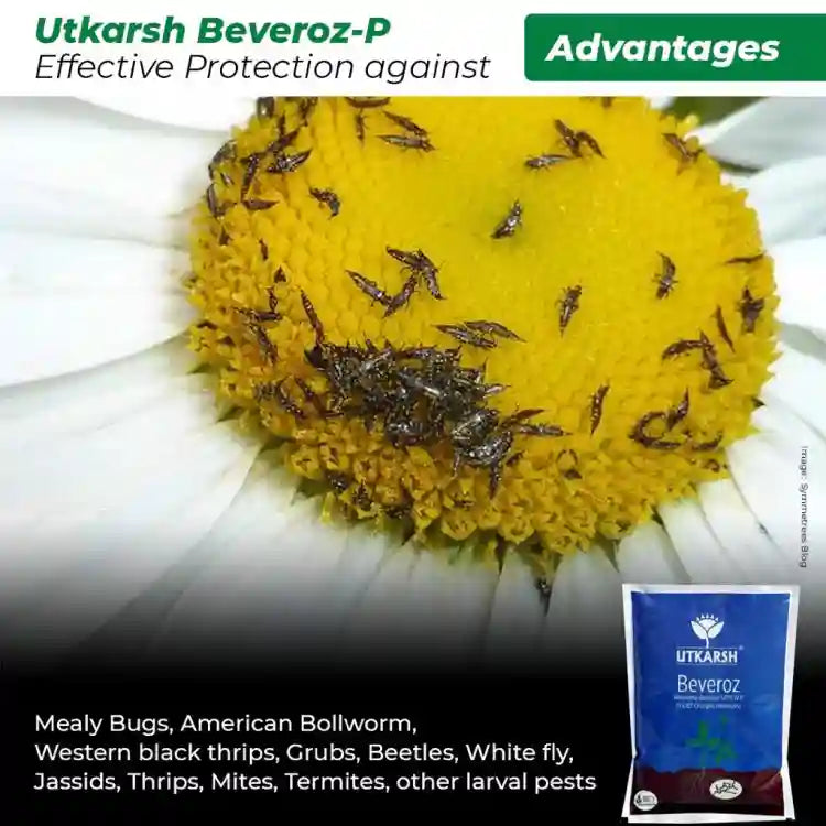 Utkarsh Beveroz-P (Beauveria Bassiana) Bio Insecticide