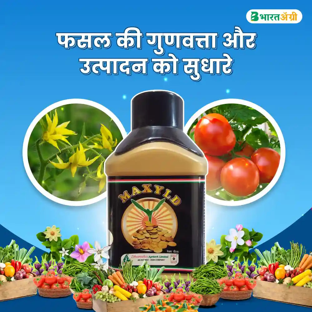 Dhanuka Maxyld (Gibberellic Acid 0.001%) Plant Growth Regulator