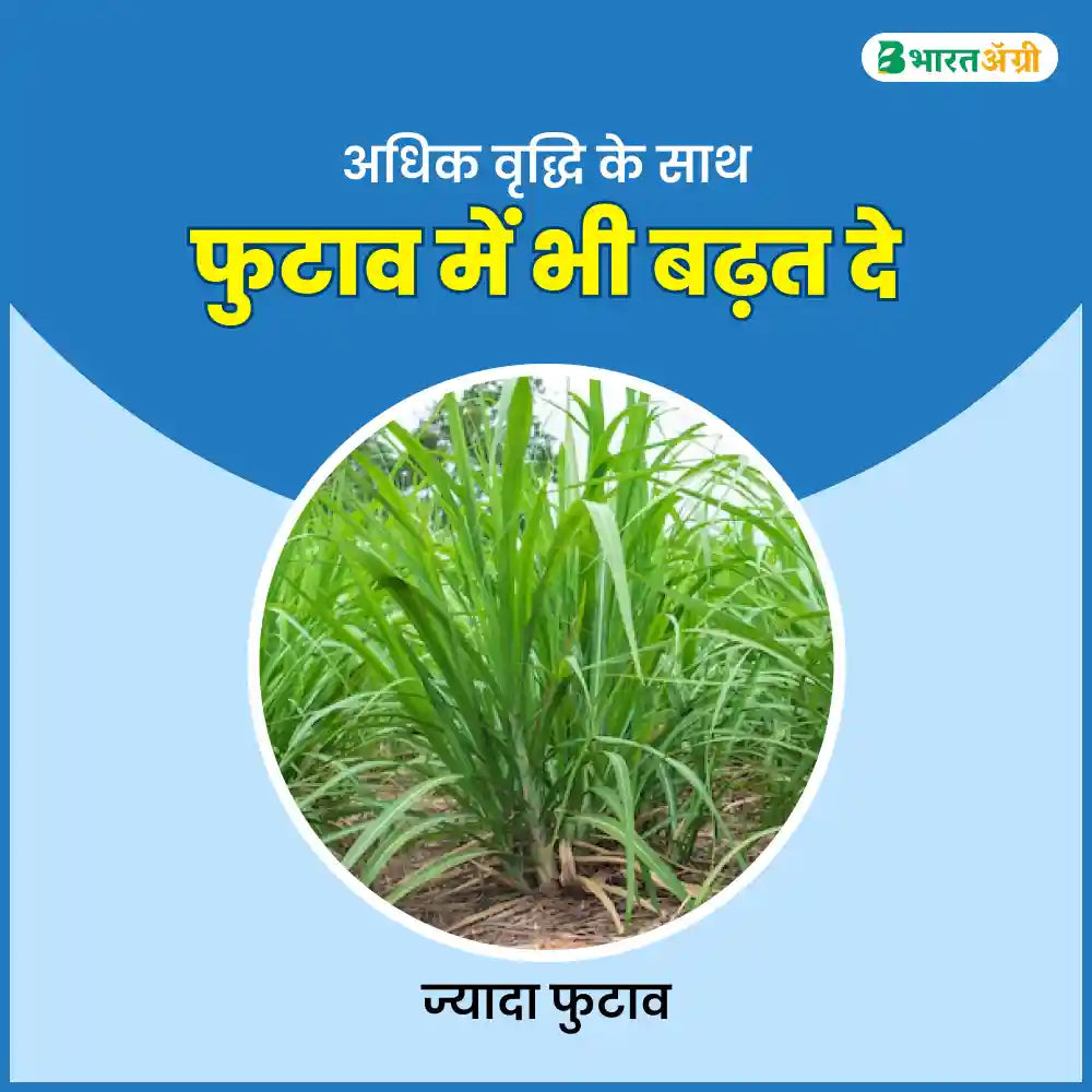 Dhanuka Maxyld (Gibberellic Acid 0.001%) Plant Growth Regulator