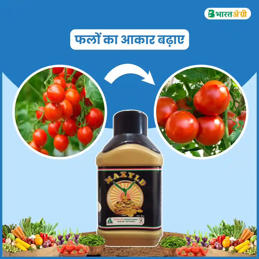 Dhanuka Maxyld (Gibberellic Acid 0.001%) Plant Growth Regulator