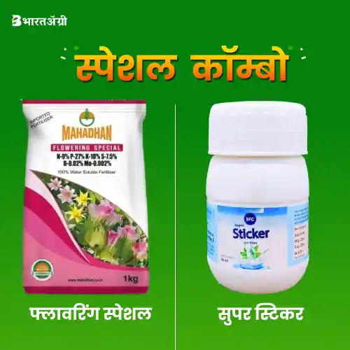 Mahadhan Flowering Special (1 Kg) + IFC Super Sticker (40 ml)