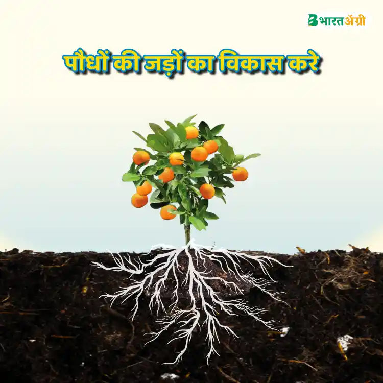 IFC Seaweed Extract Crop Tonic (Scuba Formula 9)