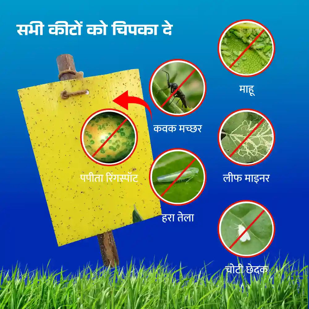IFC Sticky Trap (10 Yellow, 10 Blue) (1+1 Free)