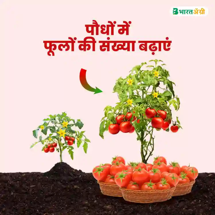 Sumitomo Progibb (Gibberellic acid 90%) Plant Growth Promoter