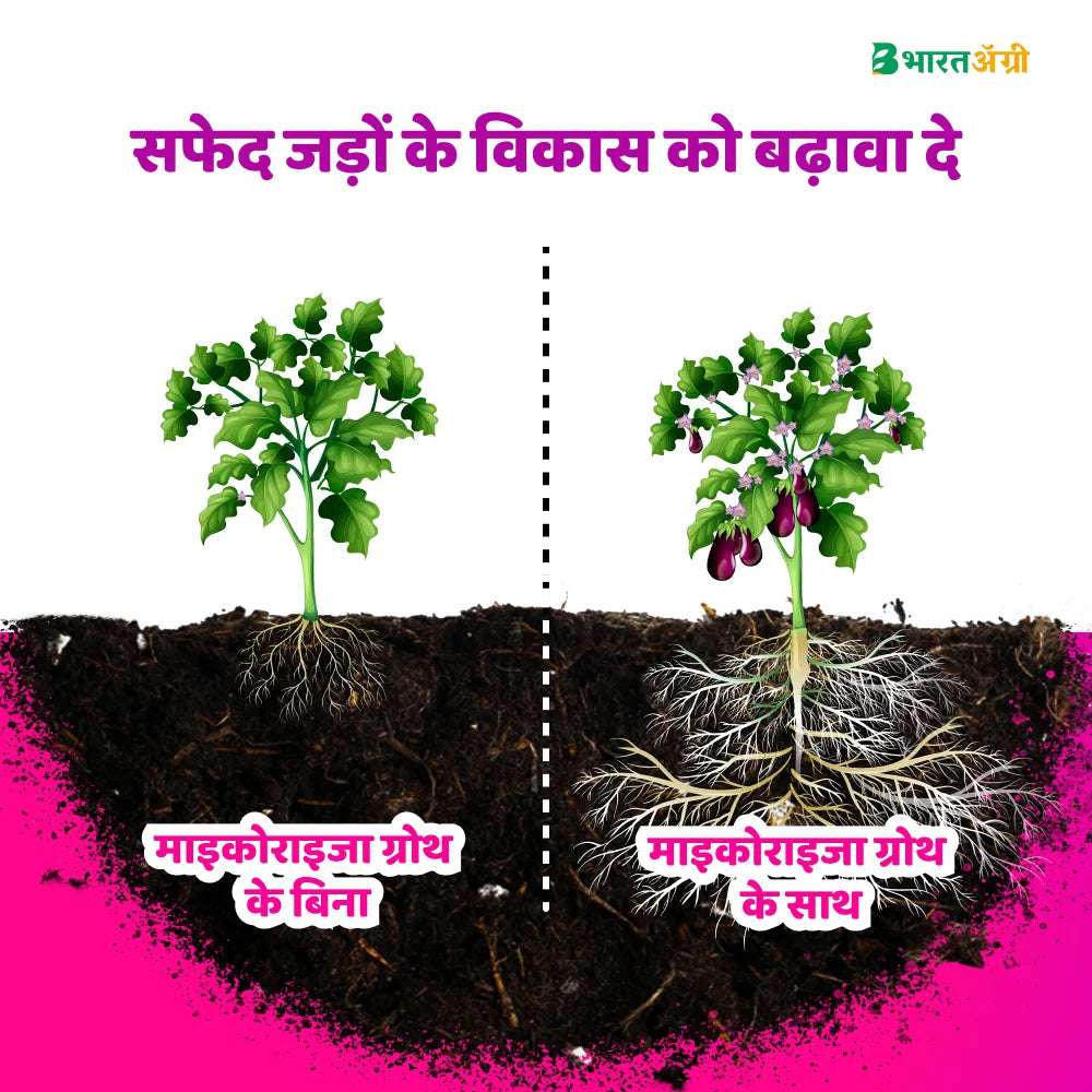 IFC Mycorrhiza Growth VAM (Vesicular Arbuscular Mycorrhiza)
