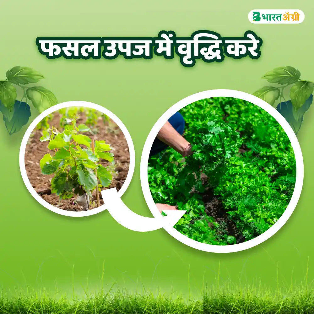 IFC NPK 00:00:50 Water Soluble Fertilizer