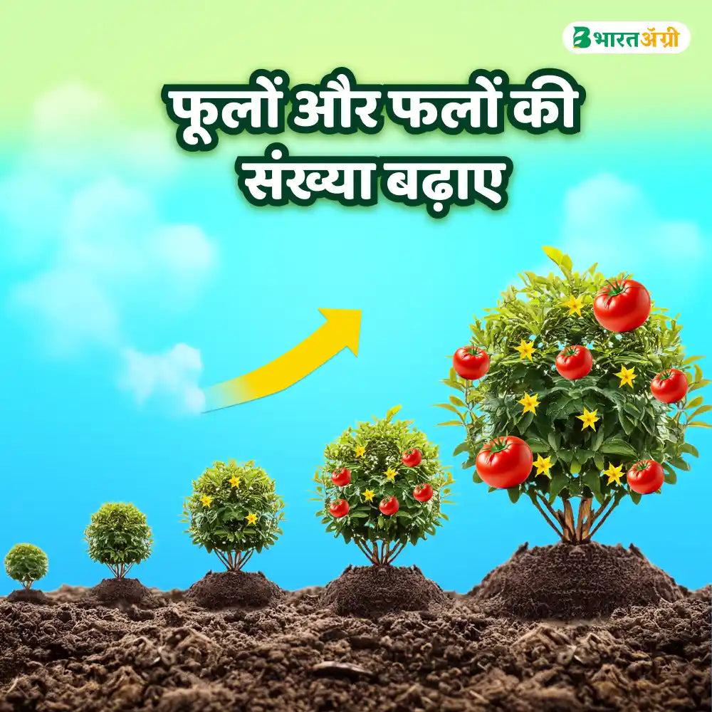 IFC NPK 00:52:34 Water Soluble Fertilizer