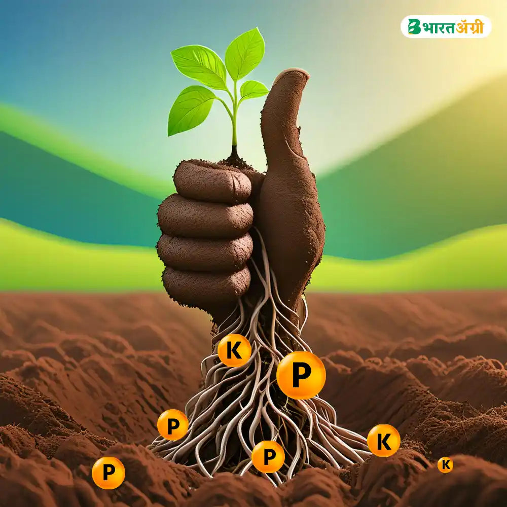 IFC NPK 00:52:34 Water Soluble Fertilizer (1+1 Combo)