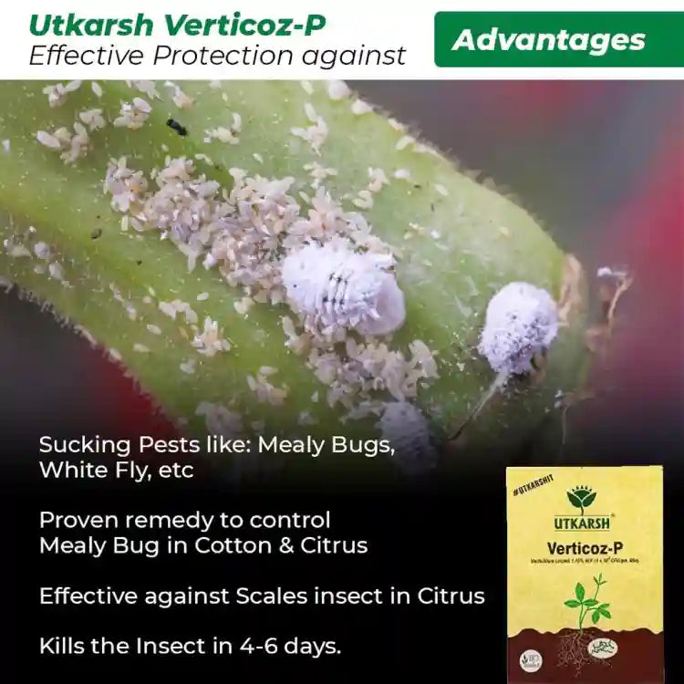 Utkarsh Verticoz-P (Verticillium Lecanii 1.15% WP) Bio Insecticide