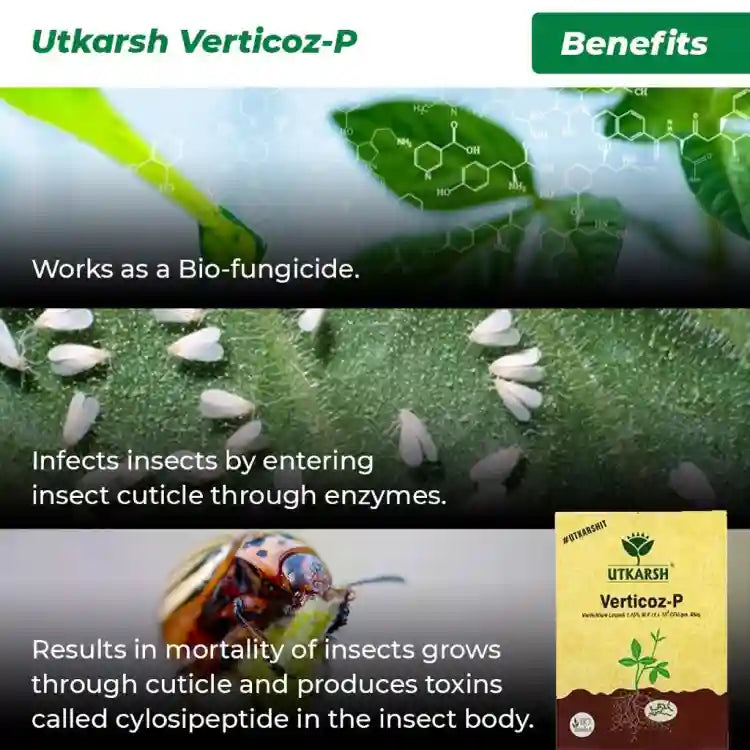 Utkarsh Verticoz-P (Verticillium Lecanii 1.15% WP) Bio Insecticide