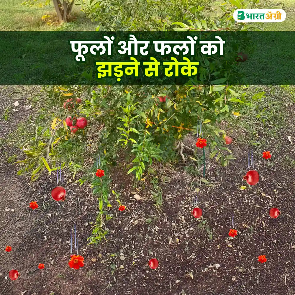 IFC Groww Gibb (Gibberellic Acid 0.001%) Plant Growth Promoter