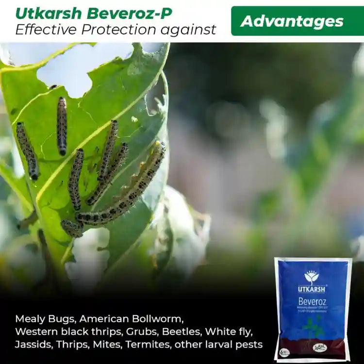 Utkarsh Beveroz-P (Beauveria Bassiana) Bio Insecticide