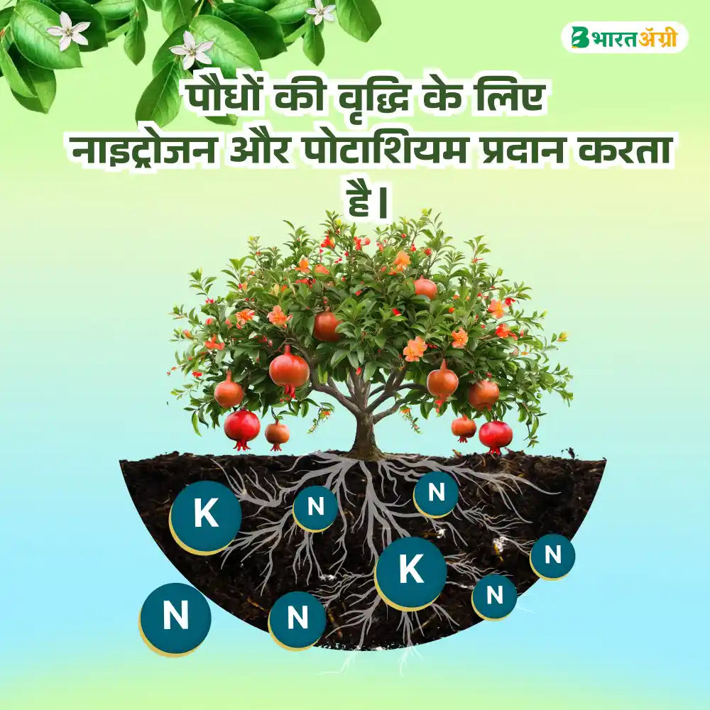 IFC NPK 13:00:45 Water Soluble Fertilizer (1+1 Combo)