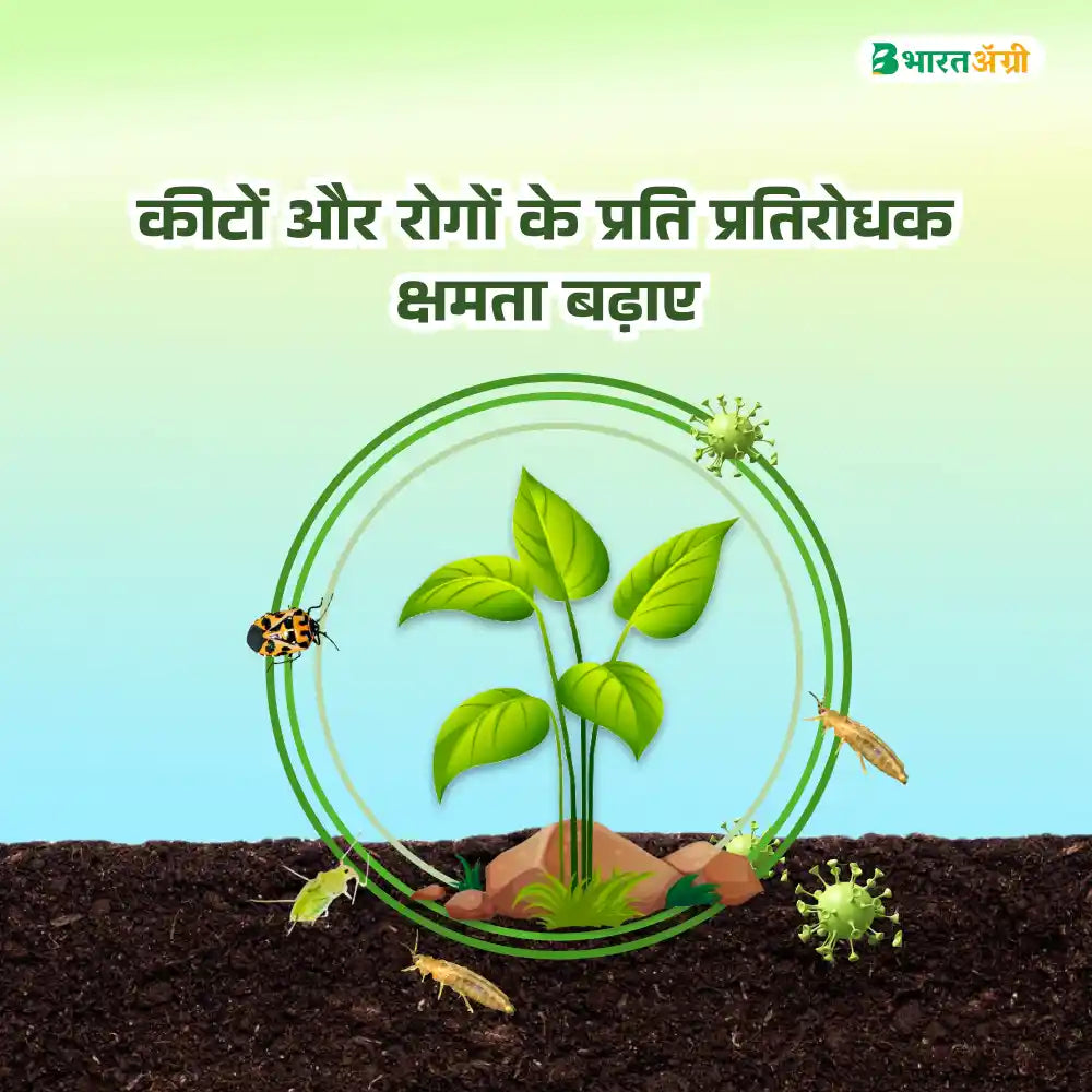 IFC NPK 13:00:45 Water Soluble Fertilizer (1+1 Combo)