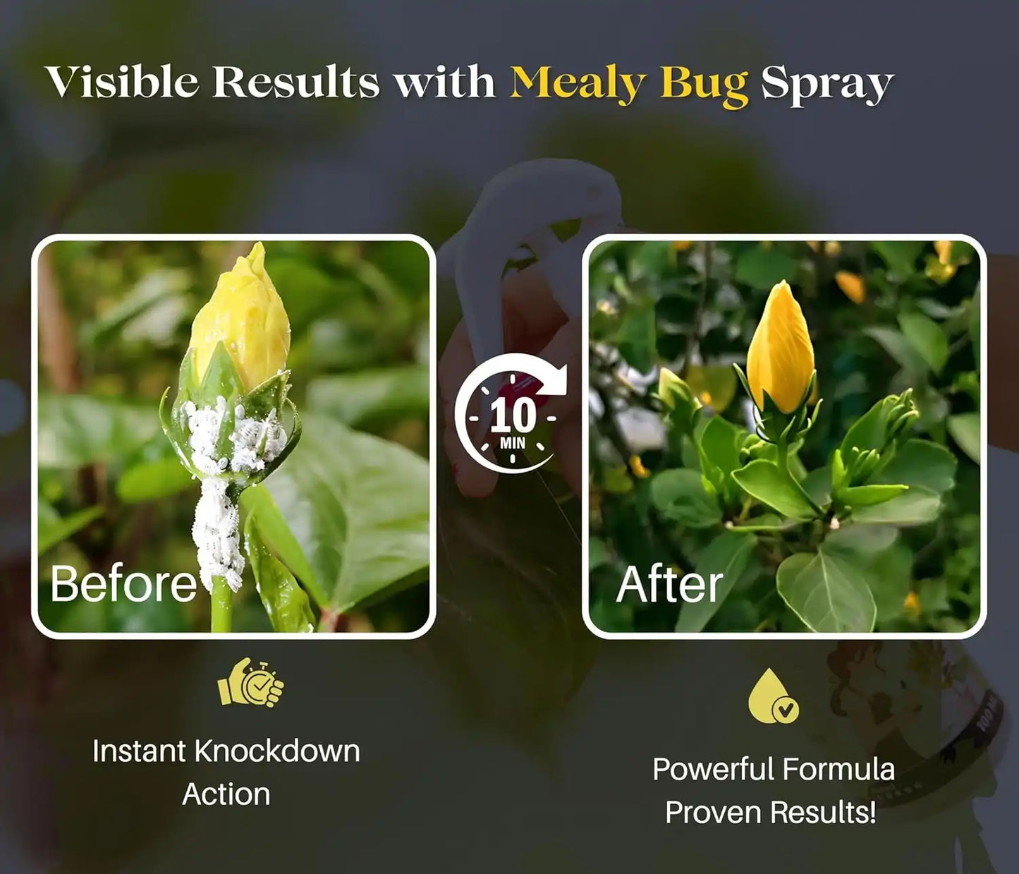 Chipku Herbal Mealy Bug Spray For Plants & Garden-200 ml