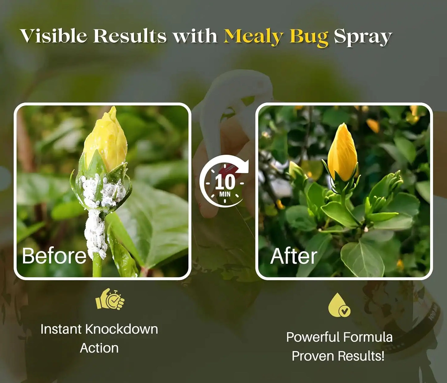 Chipku Herbal Mealy Bug Spray For Plants & Garden-250 ml