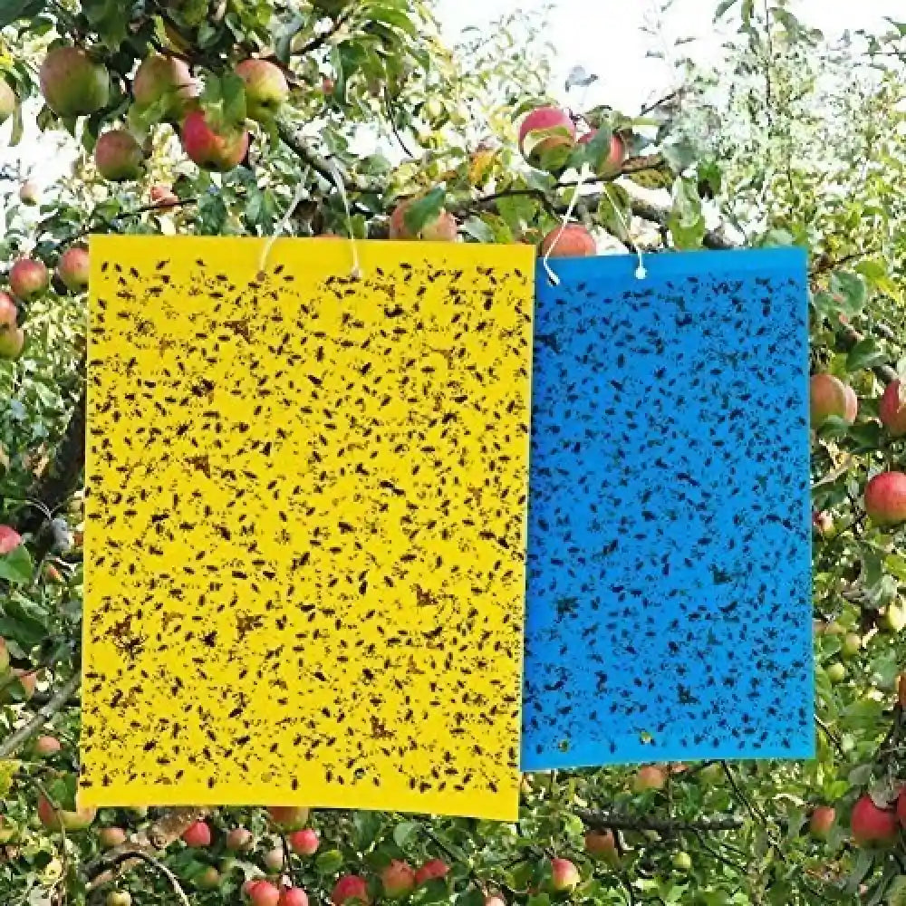 Agrosiaa Pheroguard Yellow (20) & Blue (05) Sticky Trap (6 x 8 cm)