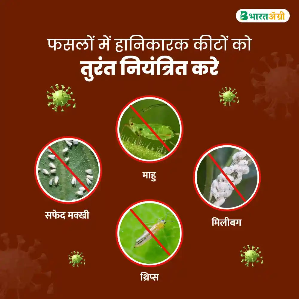 Dr. Bacto's Vertigo (Verticillium Lecanii) Bio Insecticide