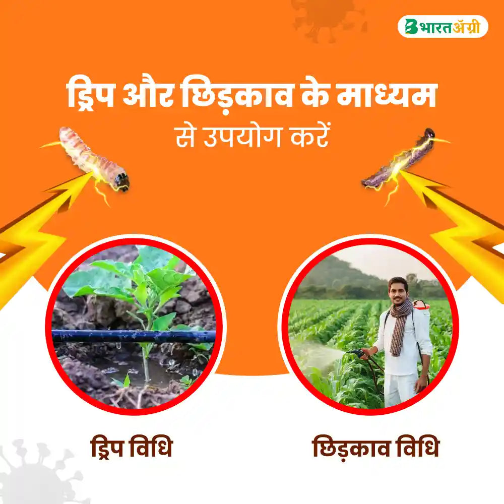 Dr. Bacto's Vertigo (Verticillium Lecanii) Bio Insecticide