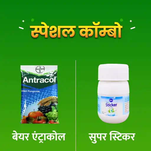 Bayer Antracol (500 gm) +  IFC Super Sticker (40 ml)