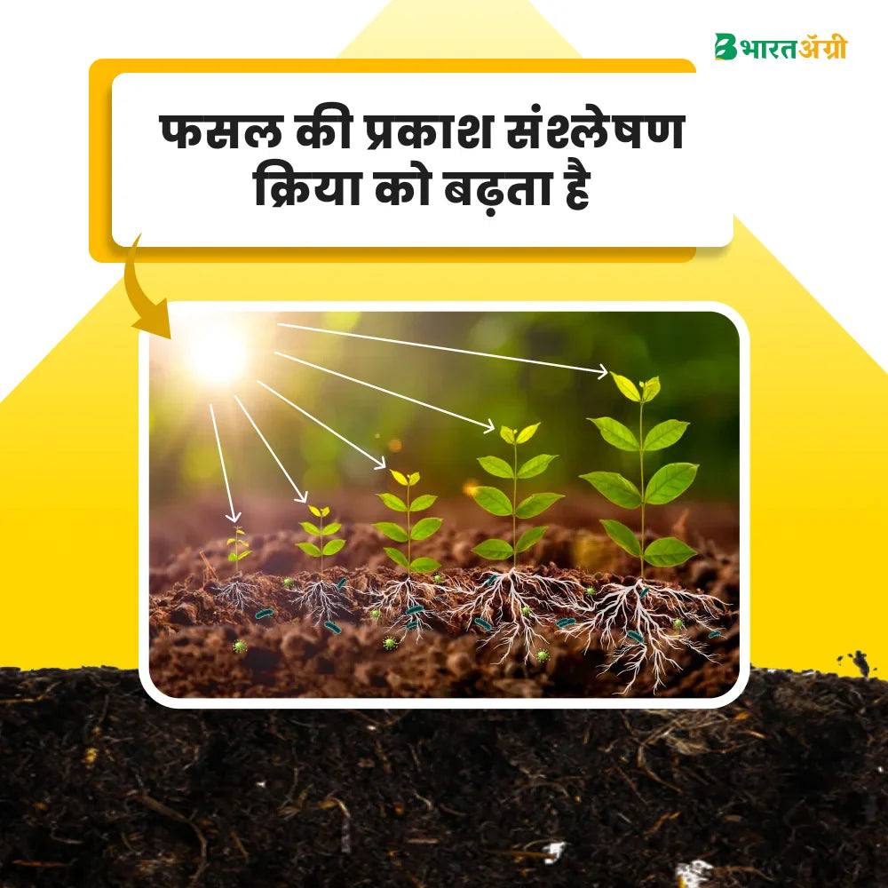 IFC Big Power (Humic Acid 50%) Water Soluble