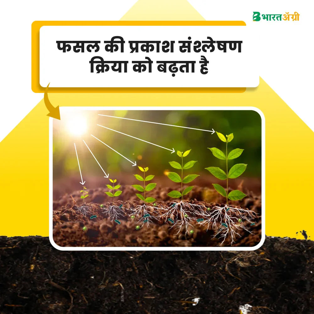 IFC Big Power (Humic Acid 50%) Water Soluble (1+1 Combo)