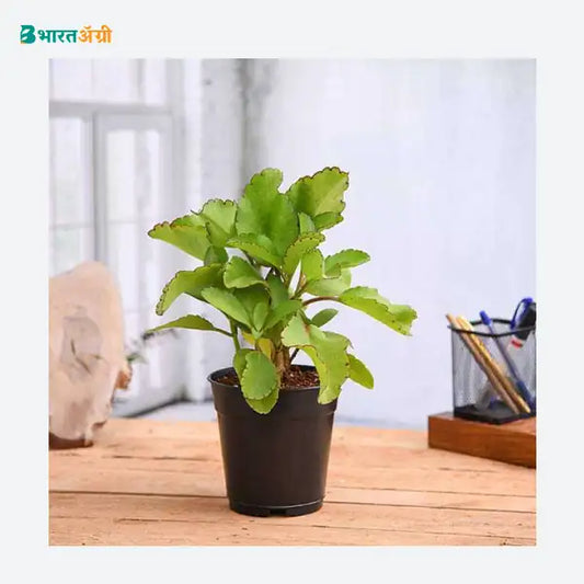 NurseryLive Bryophyllum, Panfuti Plant