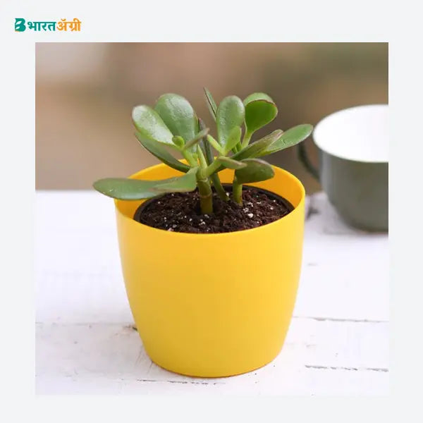 NurseryLive Jade Plant Succulent Plant