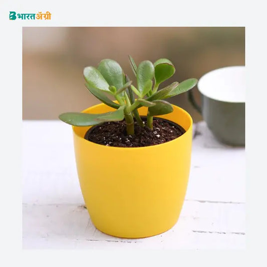NurseryLive Jade Plant Succulent Plant