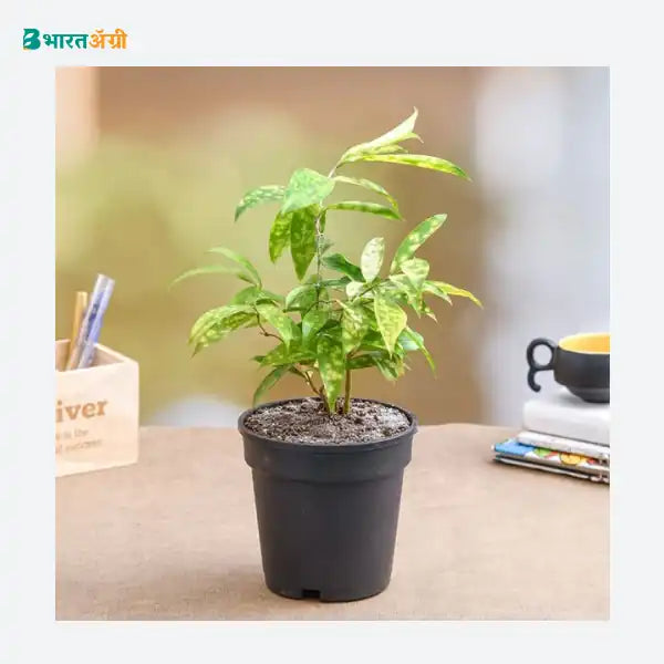 NurseryLive Golddust Dracaena Plant