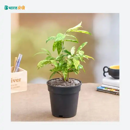 NurseryLive Golddust Dracaena Plant