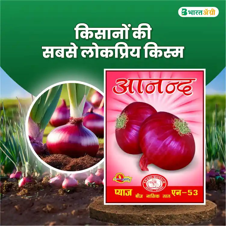 Anand Biotech N-53( Nashik Red) Onion Seeds