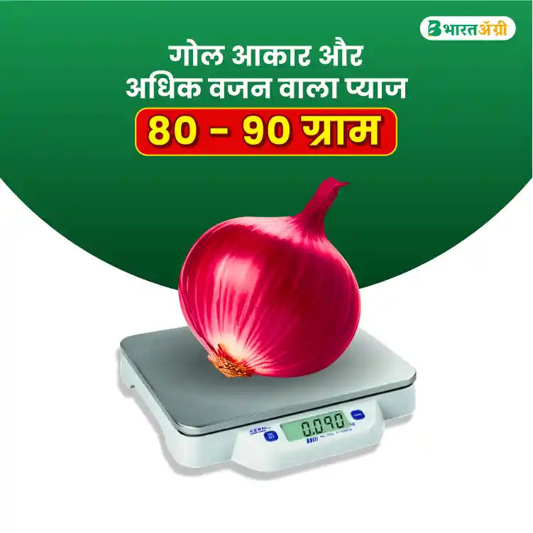 Anand Biotech N-53( Nashik Red) Onion Seeds