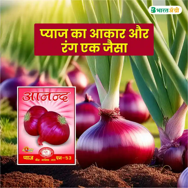 Anand Biotech N-53( Nashik Red) Onion Seeds