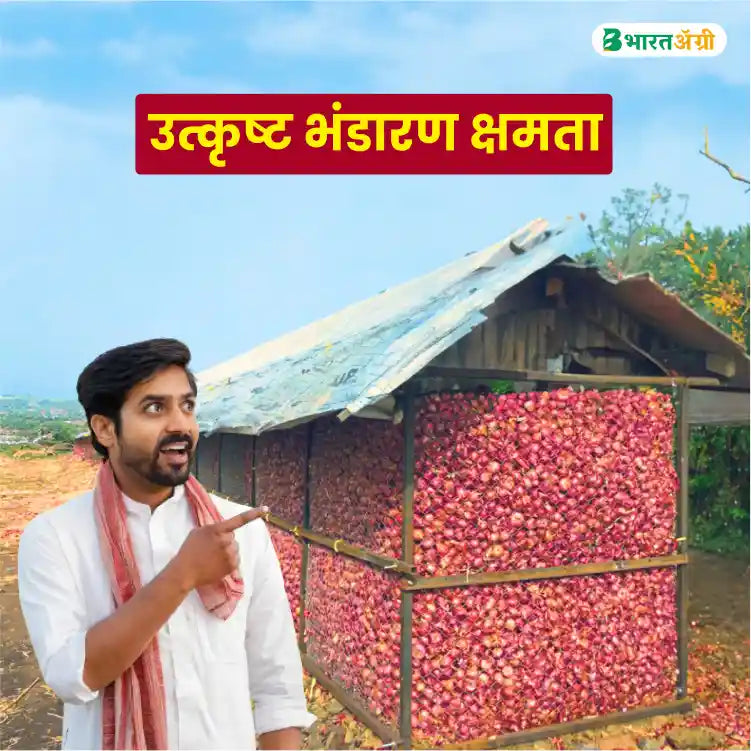 Anand Biotech N-53( Nashik Red) Onion Seeds