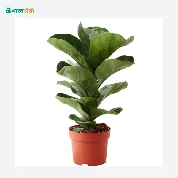 NurseryLive Dwarf Fiddle Leaf Fig Plant