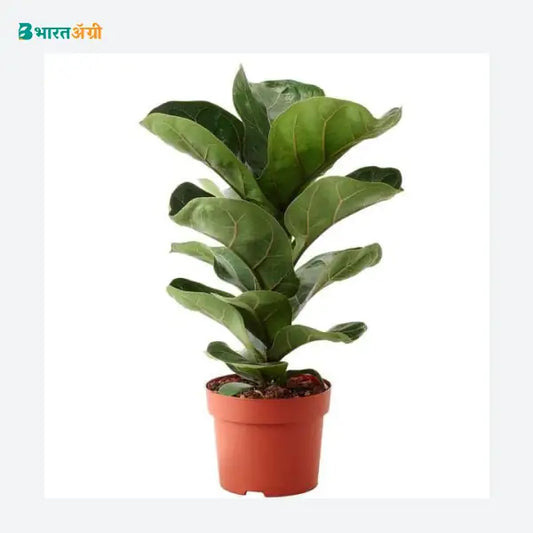 NurseryLive Dwarf Fiddle Leaf Fig Plant
