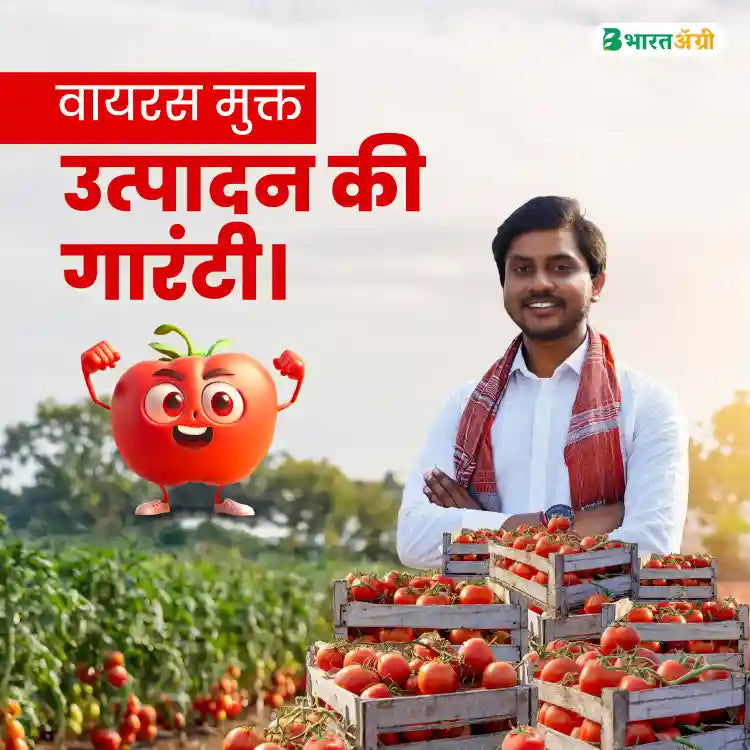 Geolife No Virus Tomato Special (1+1 Free)