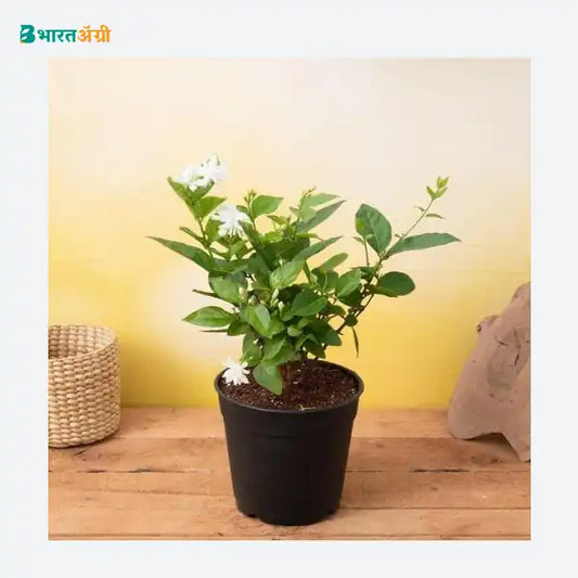 NurseryLive Arabian Jasmine Plant