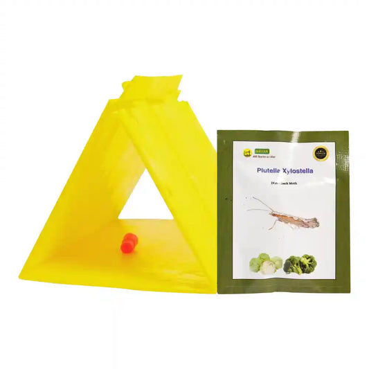 Lure_Diamond_Back_Moth__Plutella_Xylostella__With_Delta_Trap__69