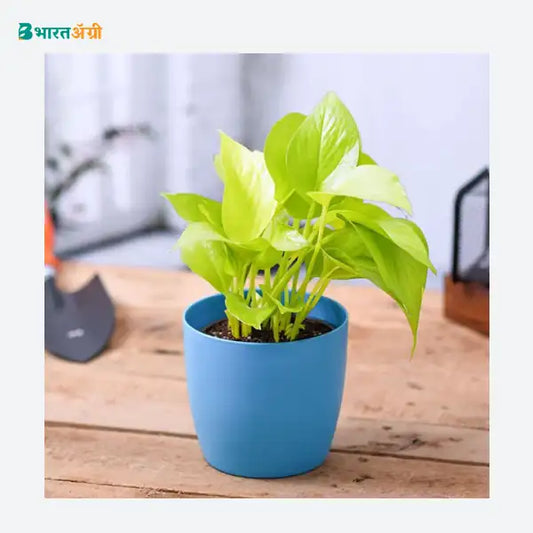 NurseryLive Money Plant Golden
