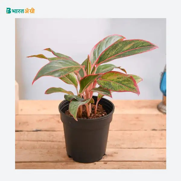 NurseryLive Aglaonema Lipstick Plant