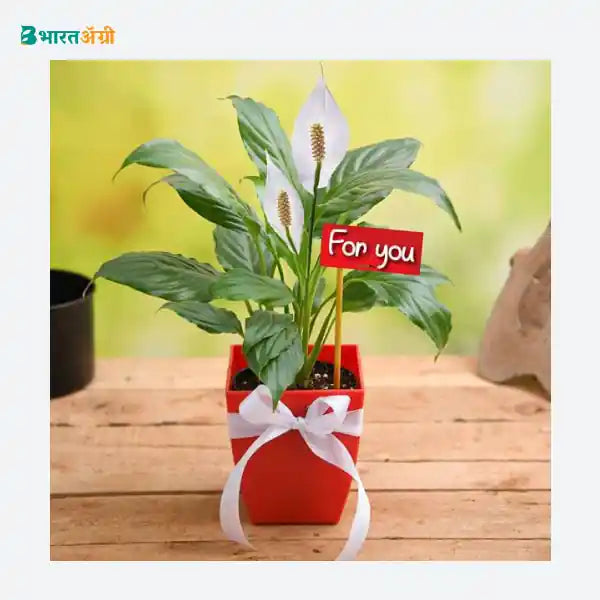 NurseryLive For You Peace Lily Plant