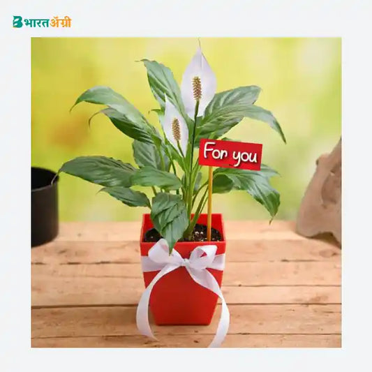 NurseryLive For You Peace Lily Plant