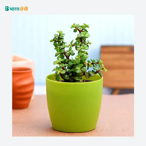 NurseryLive Jade Plant (Green) Succulent Plant