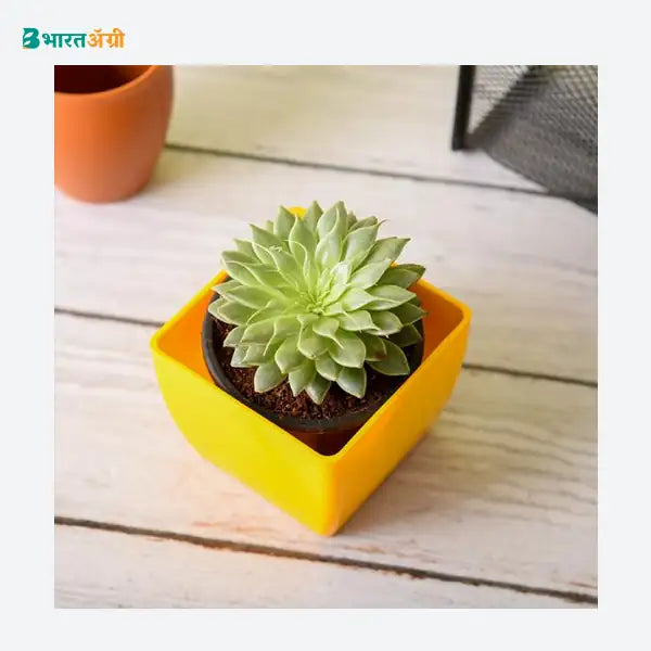 NurseryLive Laxmi Kamal Succulent Plant