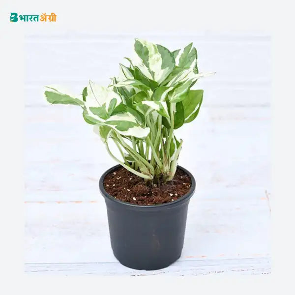 NurseryLive Money Plant Marble Prince, Scindapsus And Joy - Plant